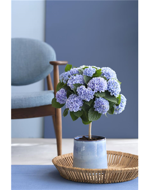Hydrangea macrophylla Magical Flowertree T14