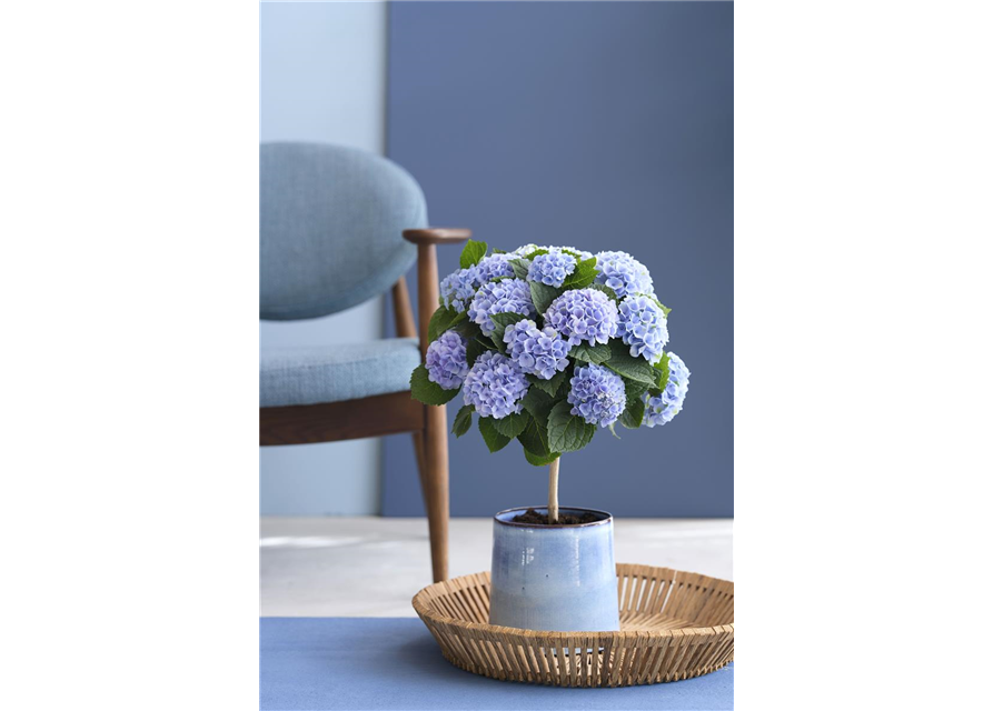 Hydrangea macrophylla Magical Flowertree T14