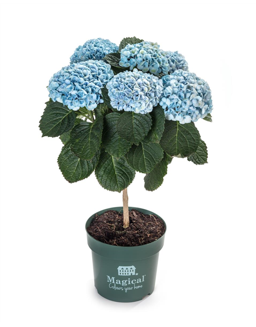 Hydrangea macrophylla Magical Flowertree T14