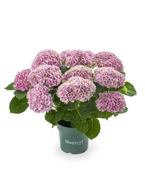 Hydrangea macrophylla Magical Revolution