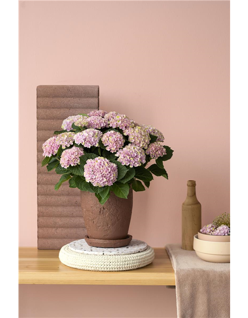 Hydrangea macrophylla Magical Revolution