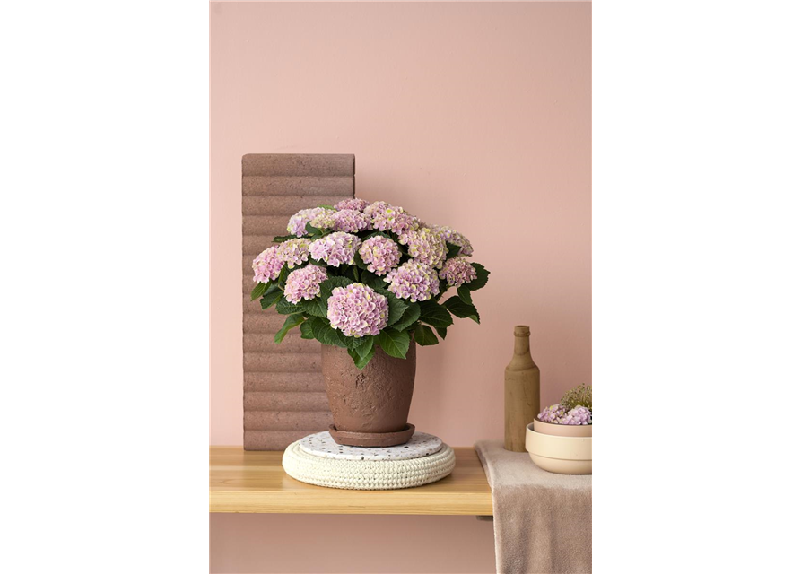 Hydrangea macrophylla Magical Revolution