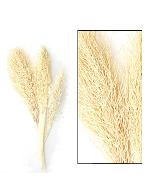 Palm jhat 30-55cm 3pc Trockenblumen Bleached
