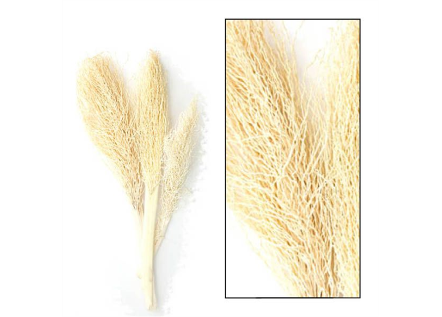 Palm jhat 30-55cm 3pc Trockenblumen Bleached