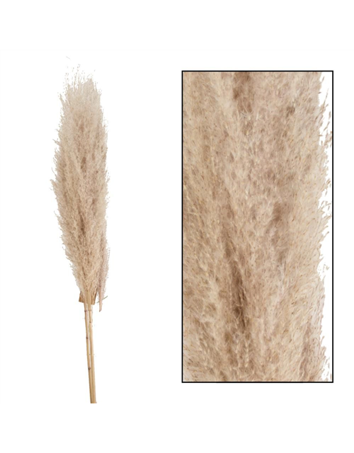 Pampas grass Jaxx 115cm 3pc Trockenblumen Natural