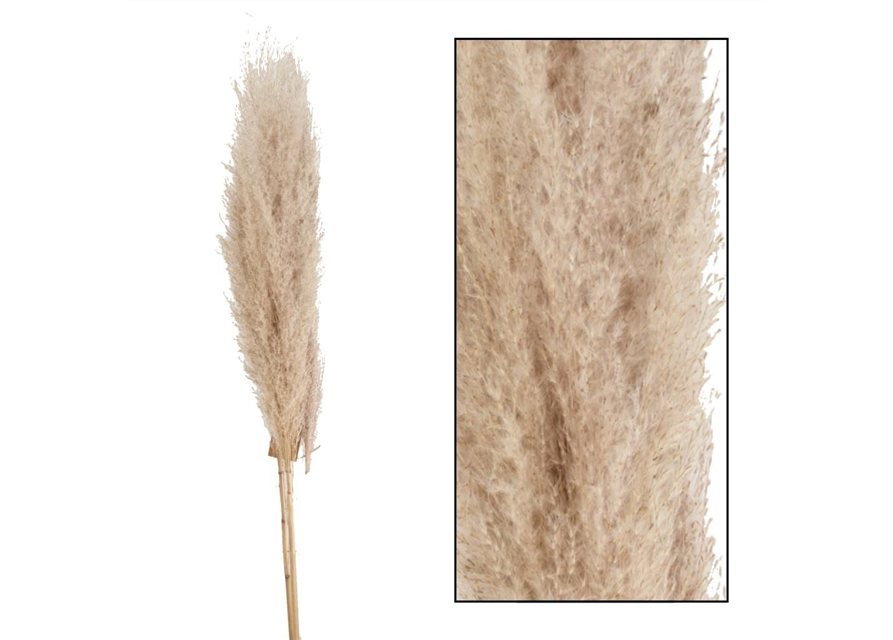 Pampas grass Jaxx 115cm 3pc Trockenblumen Natural