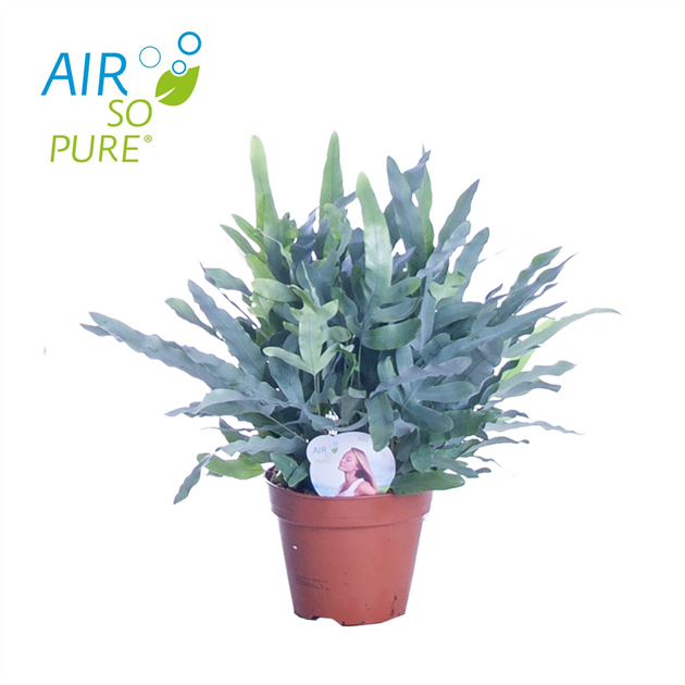 amydrium variegata Amydrium medium Variegata