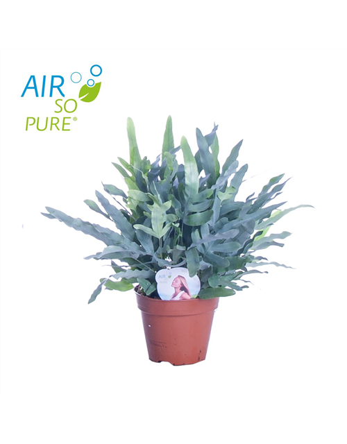 Phlebodium aureum Blue Star