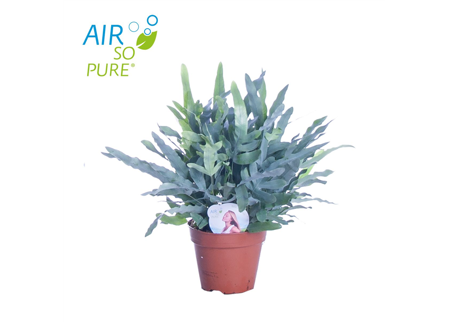 Phlebodium aureum Blue Star
