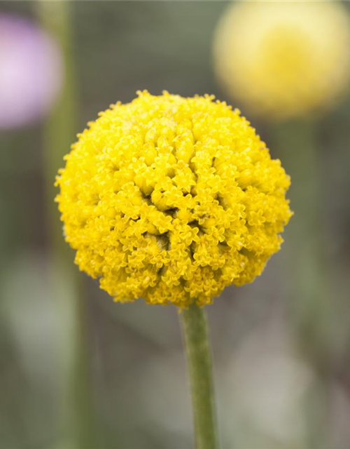 Craspedia Globosa