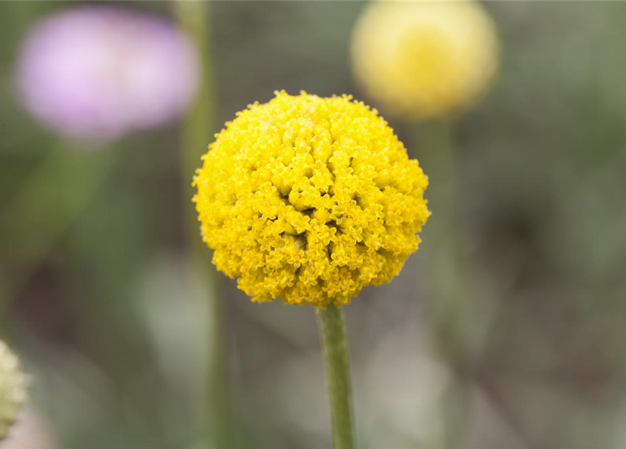 Craspedia Globosa