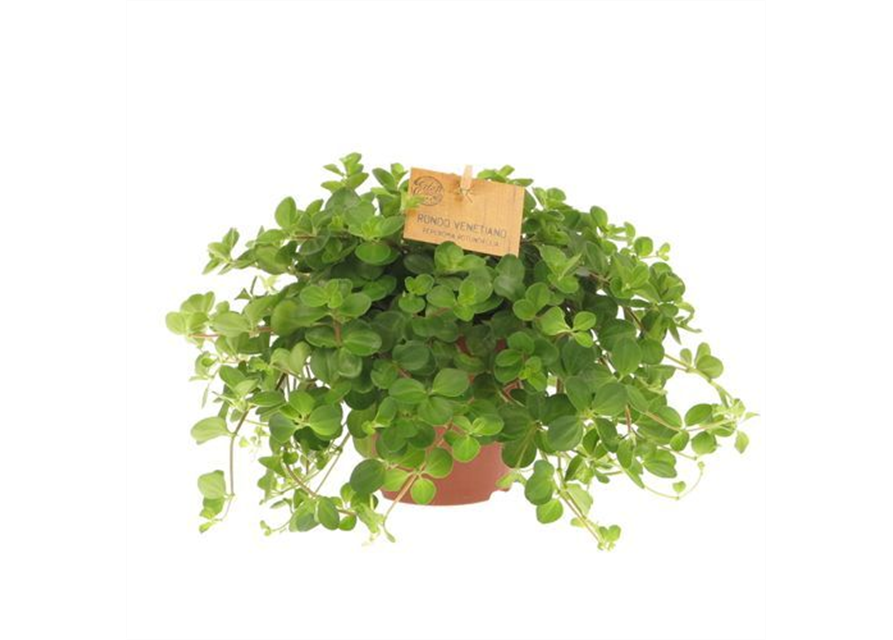 Peperomia rotundifolia