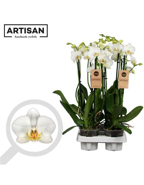 Phalaenopsis Weiß 3-R T12