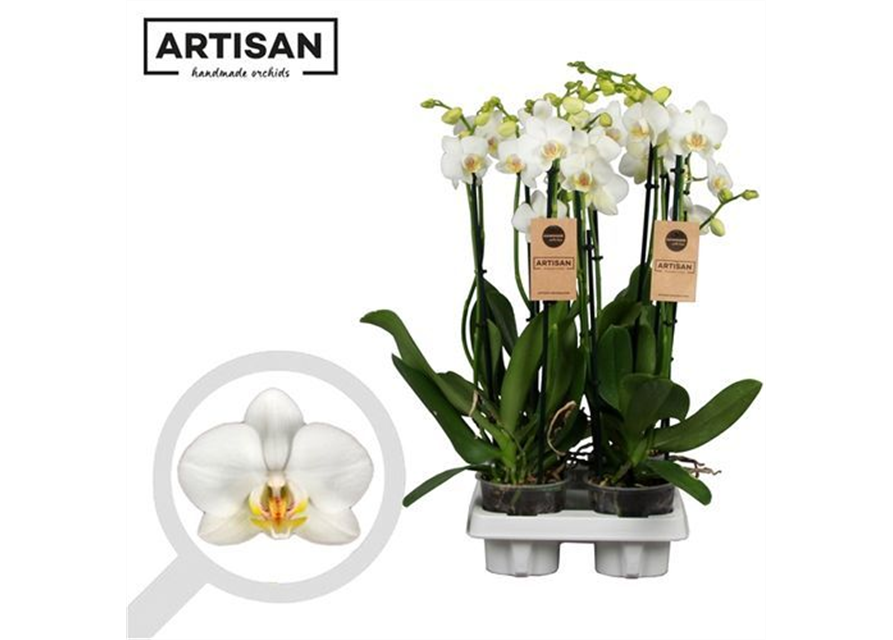 Phalaenopsis Weiß 3-R T12