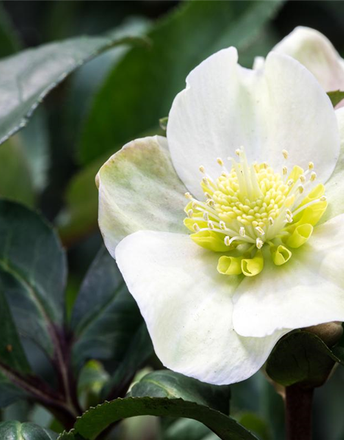 Helleborus ericsmithii Shooting Star