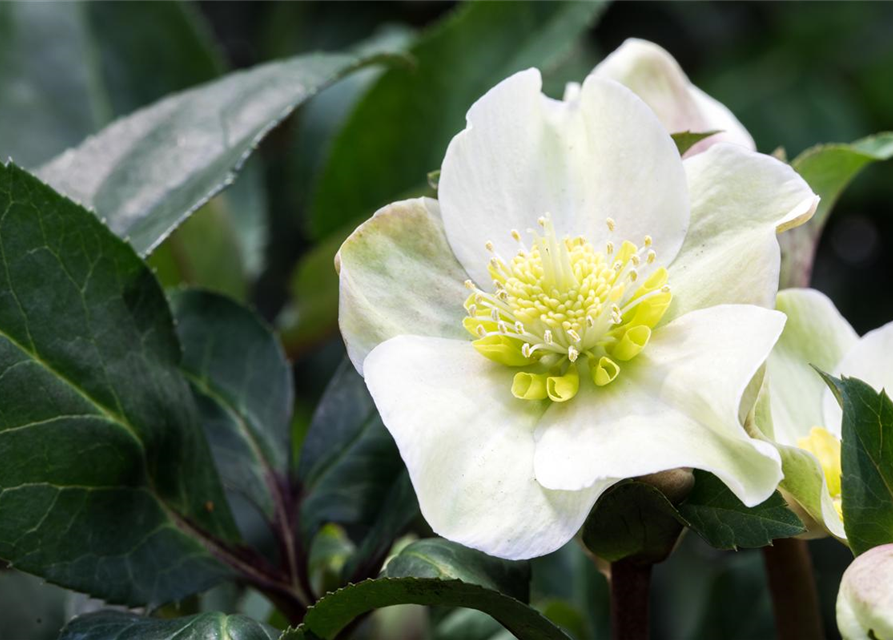 Helleborus ericsmithii Shooting Star