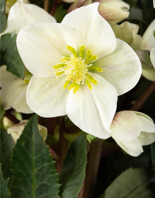 Helleborus ericsmithii Shooting Star