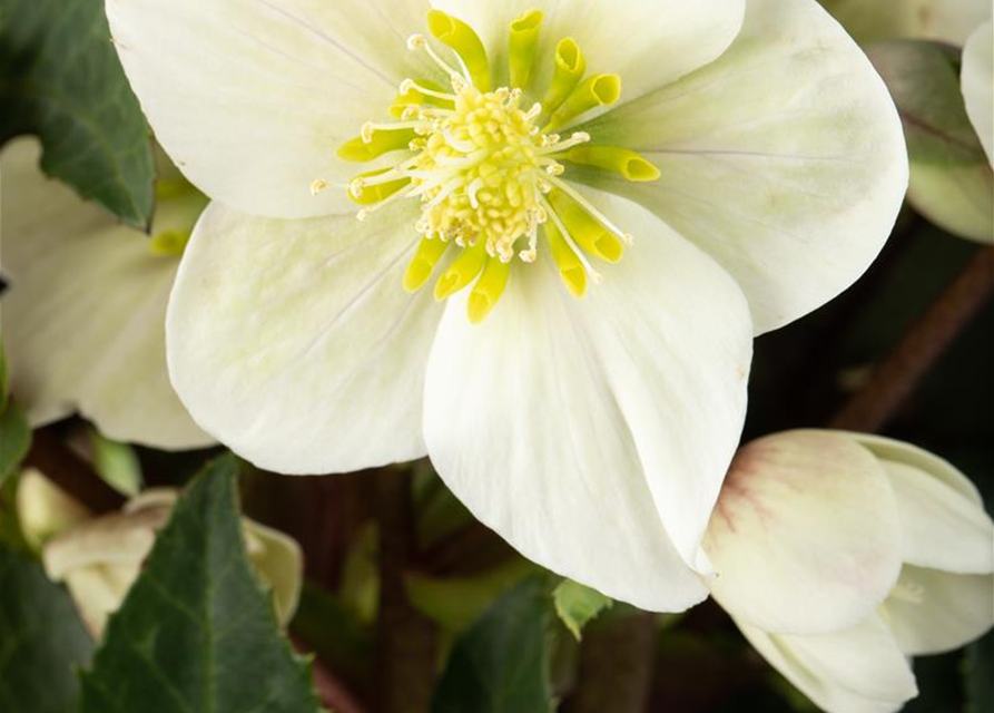 Helleborus ericsmithii Shooting Star
