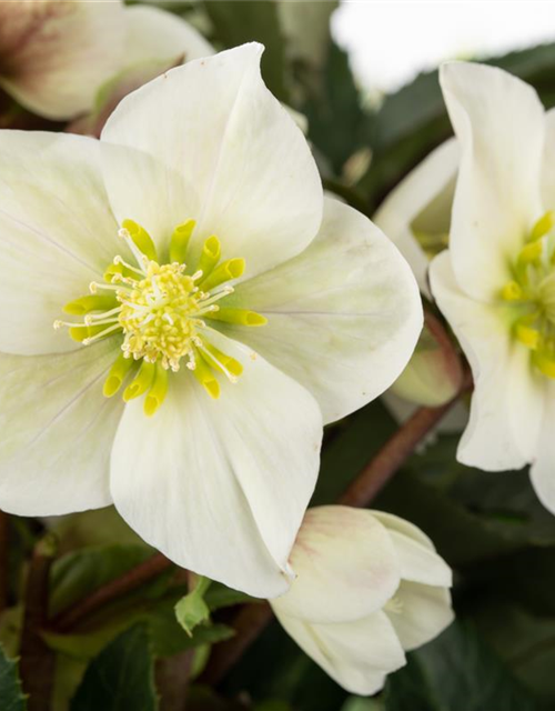 Helleborus ericsmithii Shooting Star