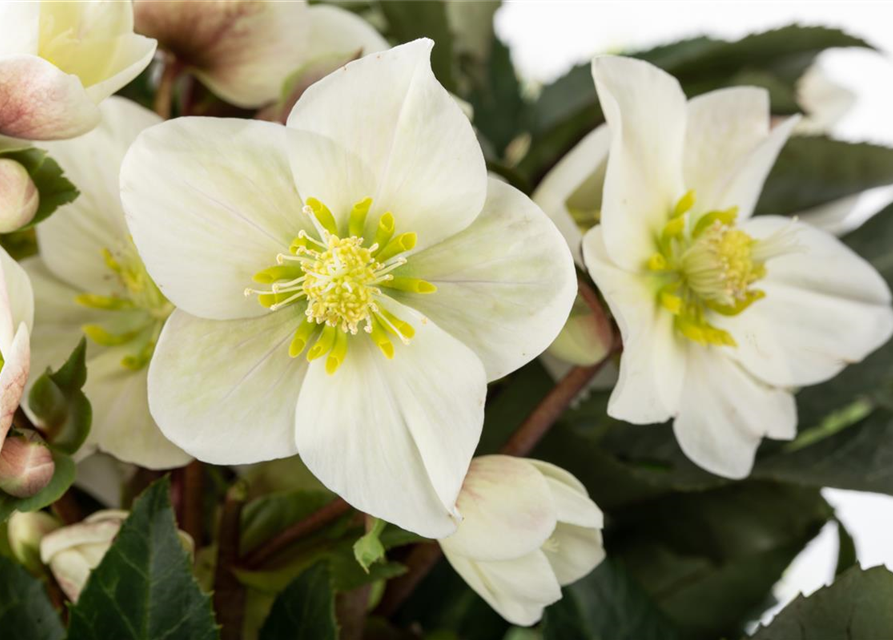 Helleborus ericsmithii Shooting Star