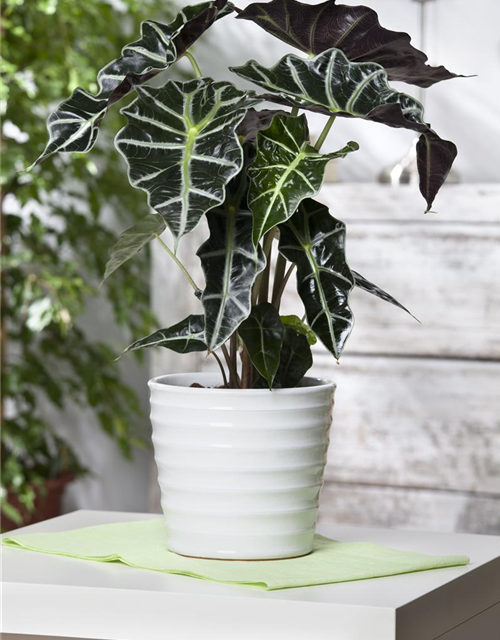 Alocasia nebula