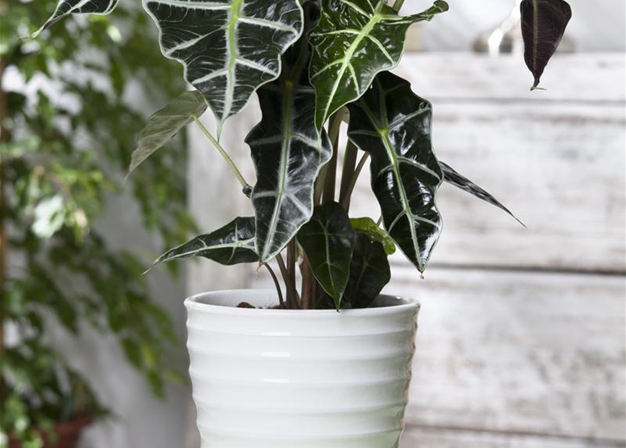 Alocasia nebula