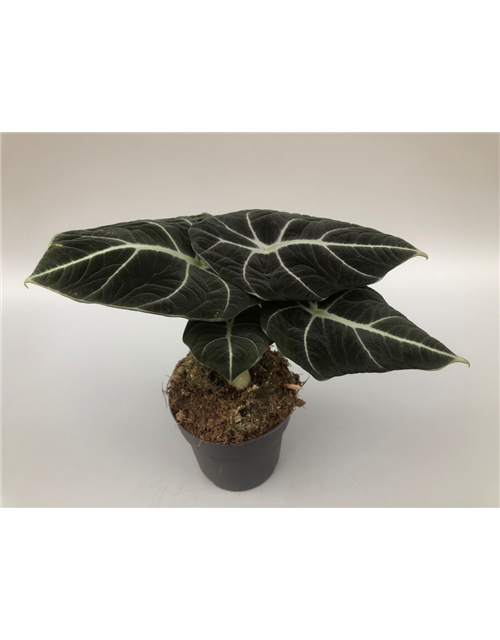 Alocasia reginula Black Velvet T11