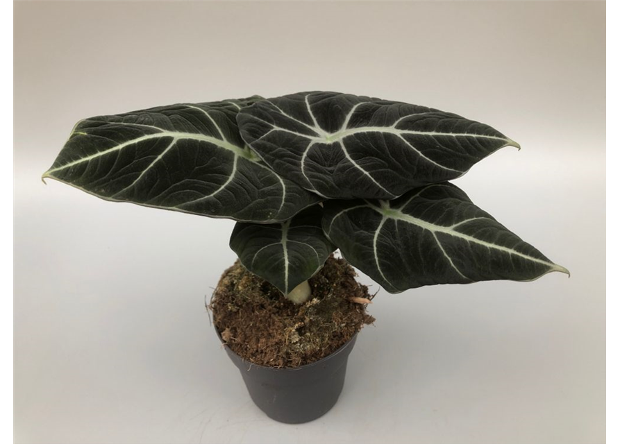 Alocasia reginula Black Velvet T11
