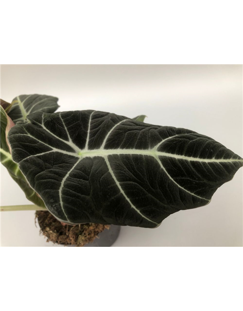 Alocasia reginula Black Velvet T11