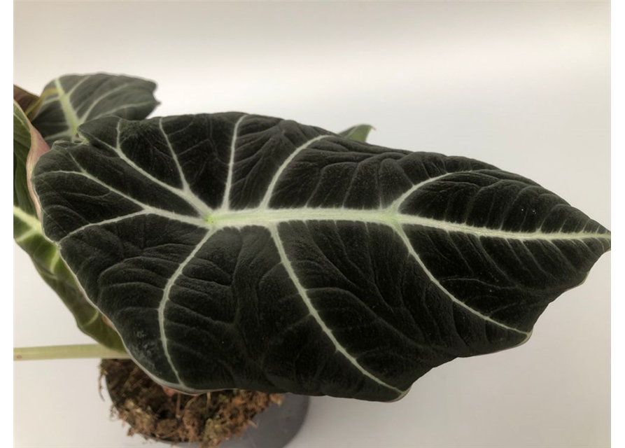 Alocasia reginula Black Velvet T11