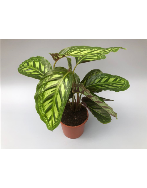 Calathea roseopicta Angela