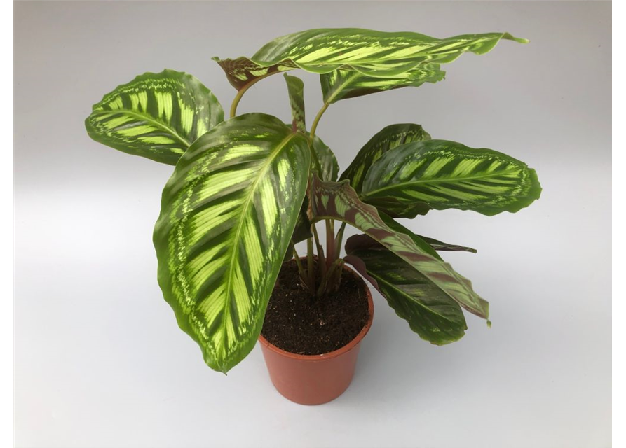 Calathea roseopicta Angela