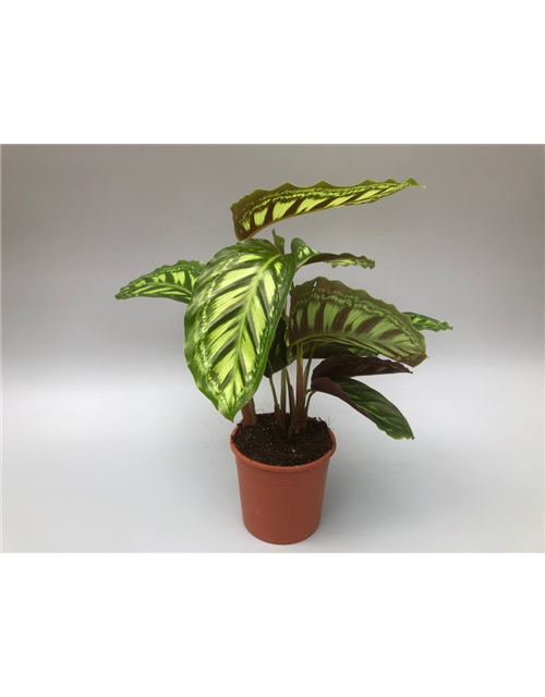 Calathea roseopicta Angela