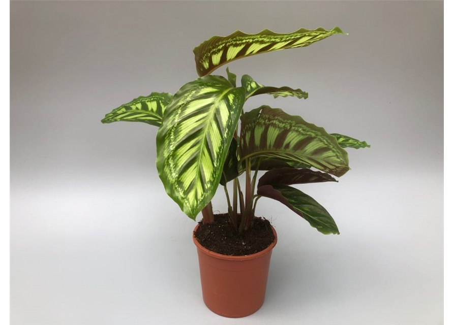 Calathea roseopicta Angela