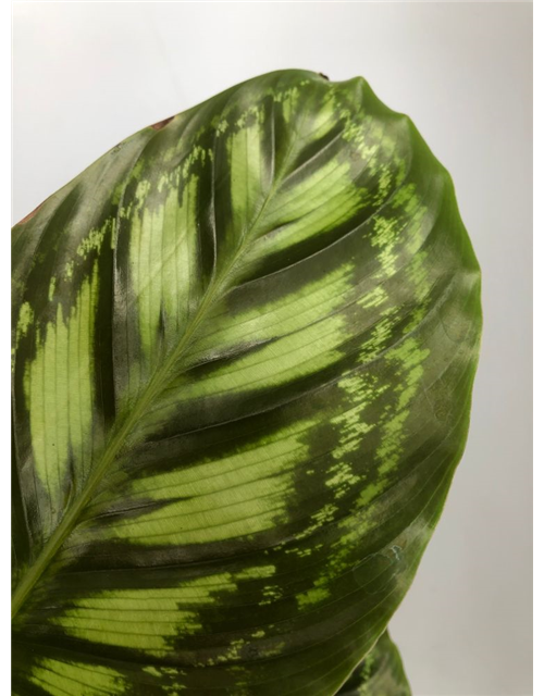 Calathea roseopicta Angela