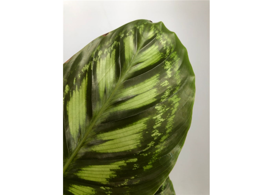 Calathea roseopicta Angela