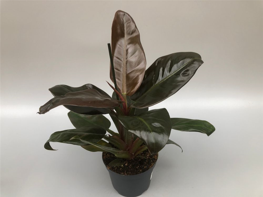 Philodendron bipinnatifidum Imperial Red, Baumfreund - Grtnerei Schliebener