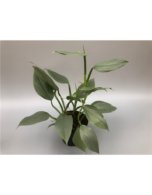 Philodendron erubescens Grey