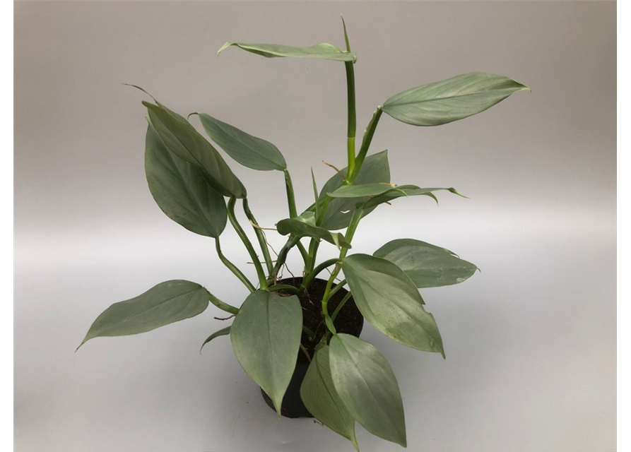 Philodendron erubescens Grey