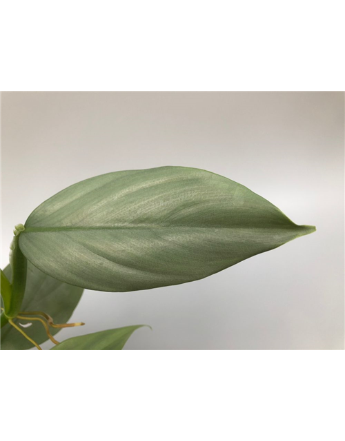 Philodendron erubescens Grey
