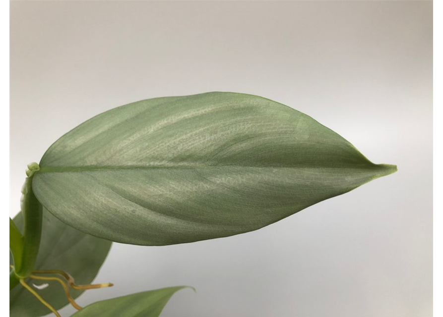 Philodendron erubescens Grey
