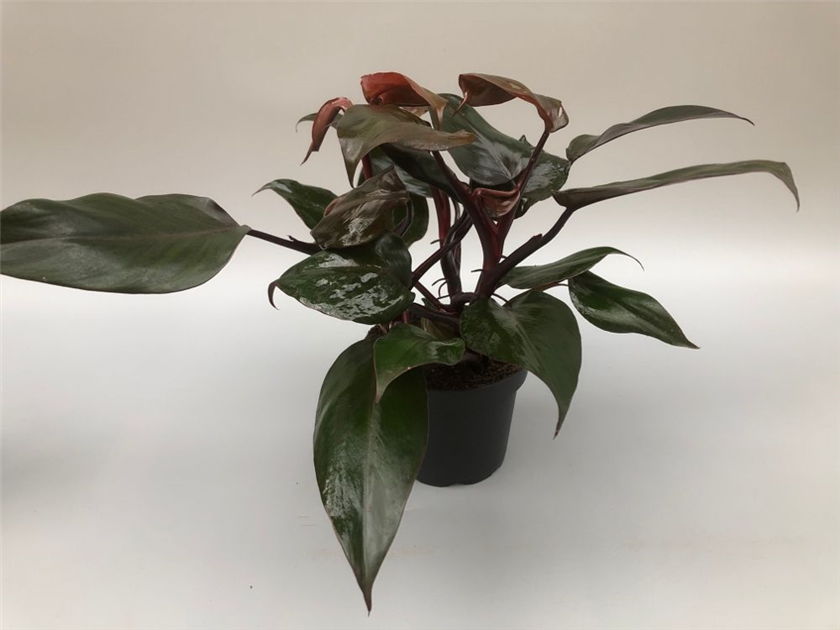 philodendron bipinnatifidum gold 6