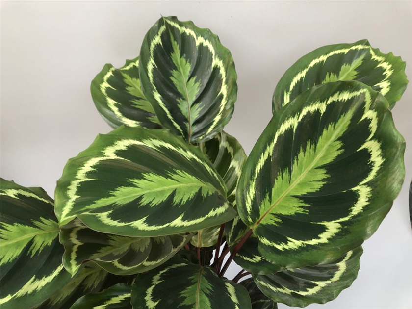 calathea makoy Calathea makoyana 'Mini Mak' main image 0