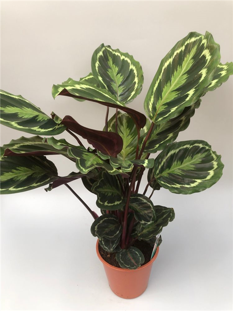 Calathea Medallion, Korbmarante Air So Pure - Grtnerei Schliebener