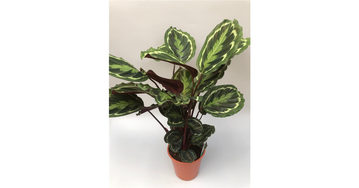 monstera deliciosa klein 4
