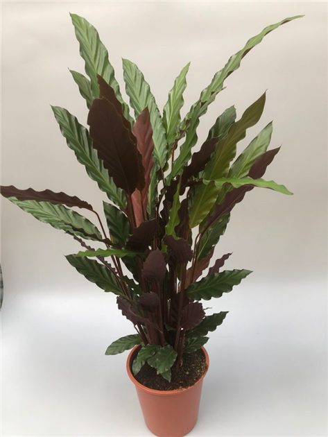 calathea cora Calathea veitchiana 'Red Peacock' main image 0