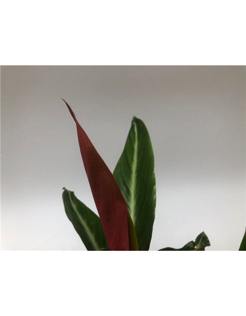 Calathea sanguinea T14