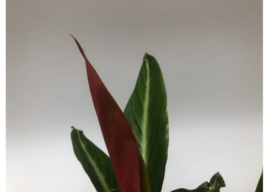 Calathea sanguinea T14