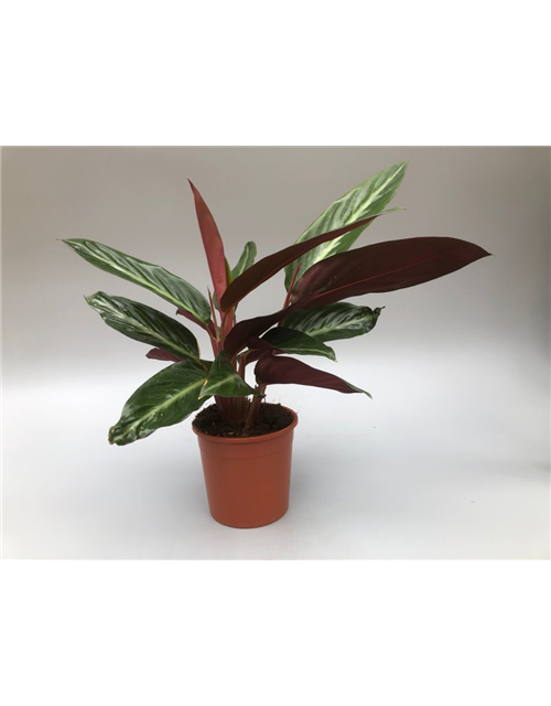 Calathea sanguinea T14