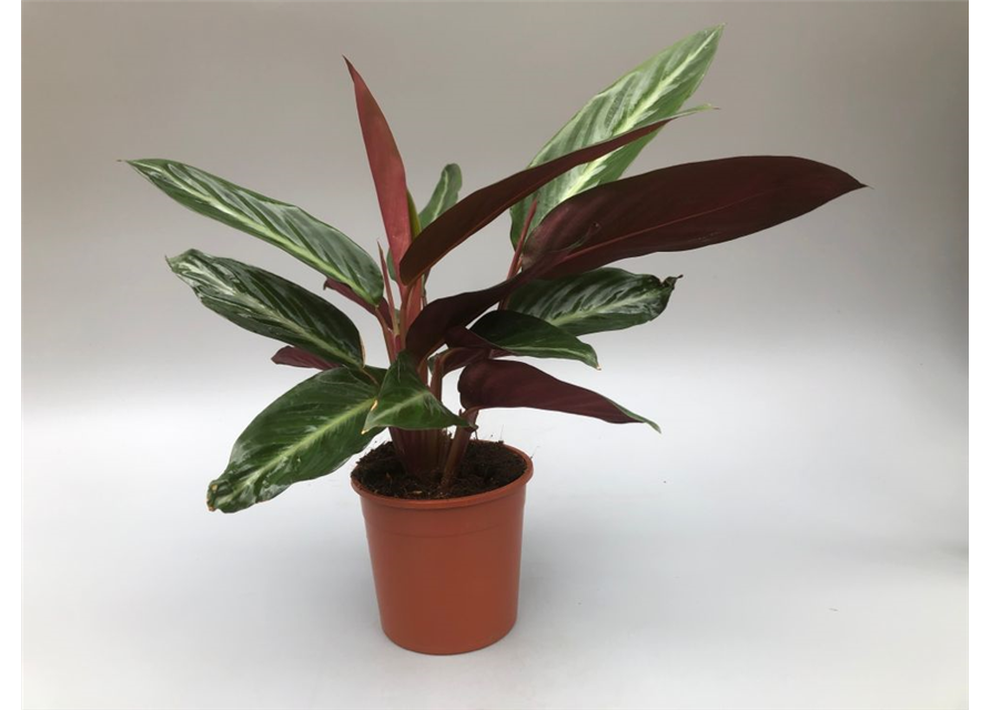 Calathea sanguinea T14
